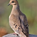 380_Mourning Dove